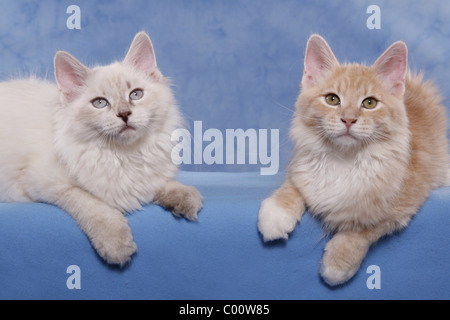 Sibirische Katze & Neva Masquerade Stockfoto