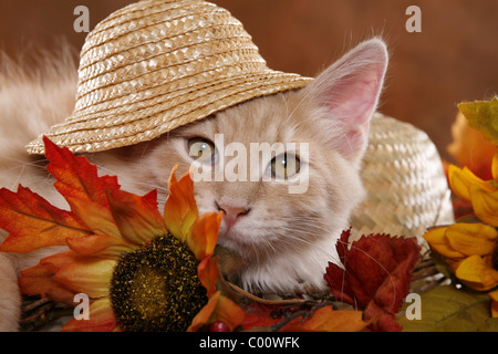 Sibirische Katze / sibirischen Wald Katze Stockfoto