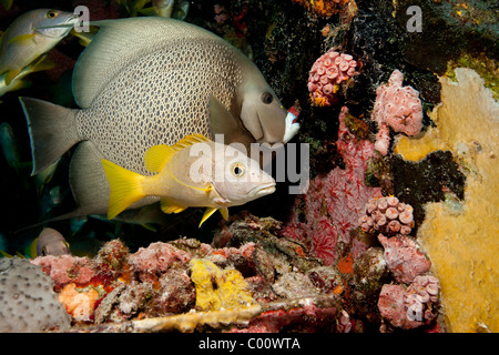 Unterwasserwelt auf Aquarius-habitat Stockfoto