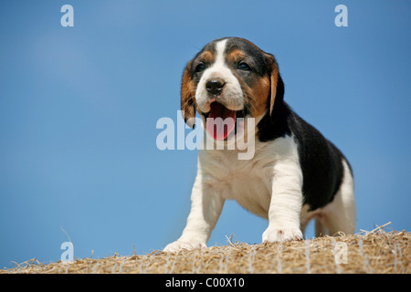 Beagle Welpe / Beagle Welpen Stockfoto