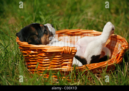 Beagle Welpe Im Körbchen / Beagle Welpe im Korb Stockfoto