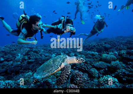 Taucher begegnen Schildkröte beim Tauchgang Stockfoto