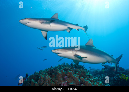 Paar grau Riff-Haie, Französisch-Polynesien Stockfoto