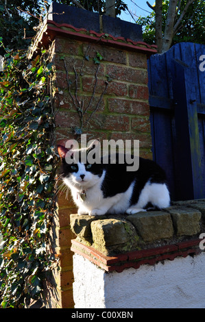 Black And White Cat. Katze-Buch-Star... Männliche Kätzchen. Katze-Gebiet. Inländische Kurzhaarkatze. Britische Moggy. Stockfoto