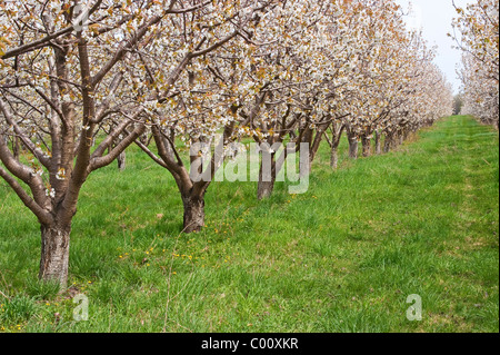 Kirschblüten im Mason county, Michigan Obstplantagen Frühling. Stockfoto