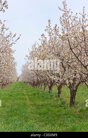 Kirschblüten im Mason county, Michigan Obstplantagen Frühling. Stockfoto