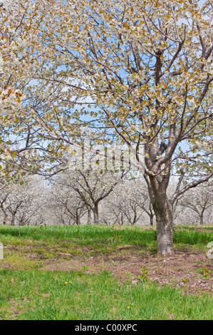 Kirschblüten im Mason county, Michigan Obstplantagen Frühling. Stockfoto