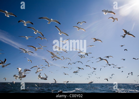 Eine Herde oder Flug der Möwen fliegen hinter einem Fischerboot gegen blauen Himmel Stockfoto