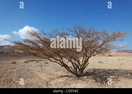 Einsamer Baum in Steinwüste Stockfoto