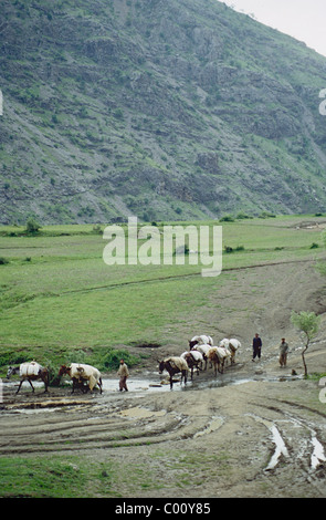 Iranisch-irakischen Grenze, Schmuggler Route in Irakisch-Kurdistan. Pferden-Wohnwagen-Carry-Versorgungsmaterialien, Waffe und Handel Stockfoto