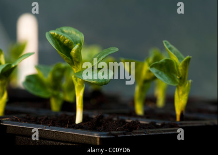 Saubohne 'Aquadulce', Vicia Faba, Sämlinge in Töpfe in einem Gewächshaus Stockfoto