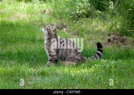 Schottische Wildkatze Felis Sylvestris blickte nach oben genommen unter kontrollierten Bedingungen Stockfoto