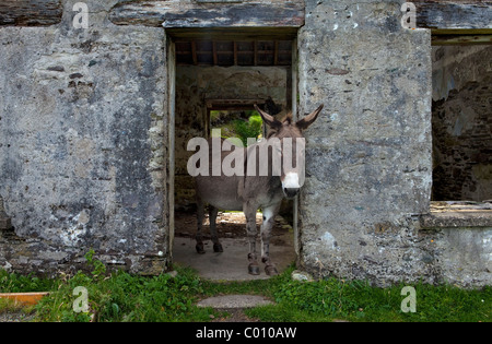 Esel in verlassenen evakuierten Hütten am Great Blasket Island, die Blasket Inseln, Halbinsel Dingle, County Kerry, Irland Stockfoto