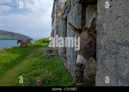 Esel in evakuierten verlassenen Hütten am Great Blasket Island, die Blasket Inseln, Halbinsel Dingle, County Kerry, Irland Stockfoto