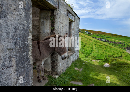 Esel in verlassenen evakuierten Hütten am Great Blasket Island, die Blasket Inseln, Halbinsel Dingle, County Kerry, Irland Stockfoto