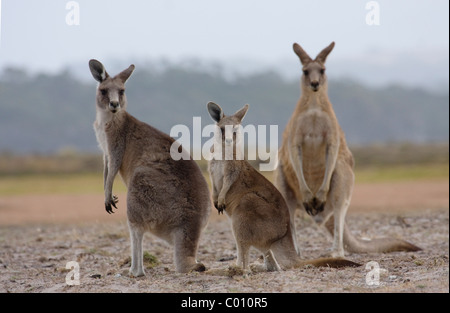 Förster (östliche grau) Kängurus (Macropus Giganteus) drei 3 männlich weiblich und joey Stockfoto