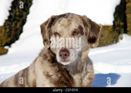 Schöne gefleckte Mischung Hundesitting im Schnee, tolle details auf Gesicht mit Schneeflocken und Eis auf Schnurrhaare. Stockfoto
