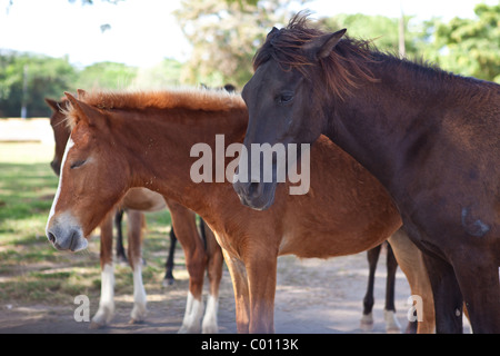 Wilde Paso Fino Pferde auf Vieques Island, Puerto Rico. Stockfoto