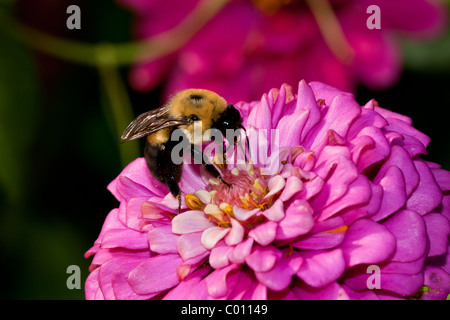 Östlichen Holzbiene Stockfoto