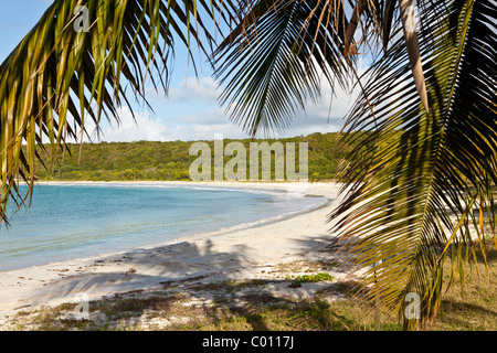 Red Beach (Playa Caracas) und Kokospalmen in Vieques Island, Puerto Rico. Stockfoto