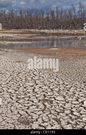 Trockene Salzebenen am Cabo Rojo Tier-und Pflanzenwelt bewahren, Puerto Rico Stockfoto