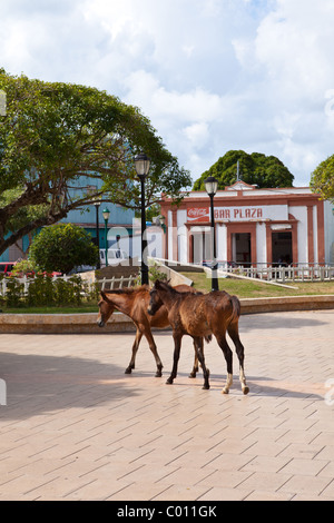 Wilde Paso Fino Pferde gehen durch die Isabel Segunda Altstädter Ring auf Vieques Island, Puerto Rico. Stockfoto