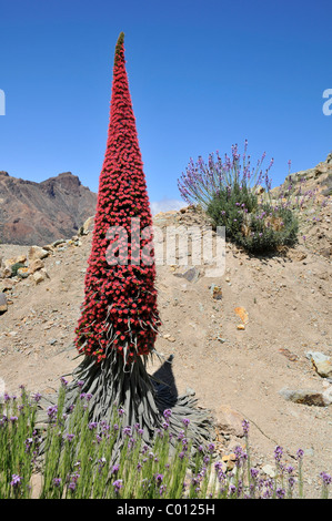 Turm der Juwelen (Echium Wildpretii), symbol Blume der Insel Teneriffa und findet sich hauptsächlich in Las Cañadas del Teide Stockfoto