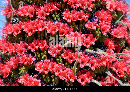 Makro-Turm der Juwelen Blume (Echium Wildpretii), symbolische Blume der Insel Teneriffa Stockfoto