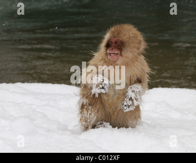 Japanischen Makaken aka snow Monkey spielen mit Schnee in den Bergen in der Nähe von Nagano, Honshu, Japan Stockfoto