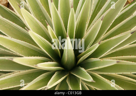 Agave, von oben Stockfoto