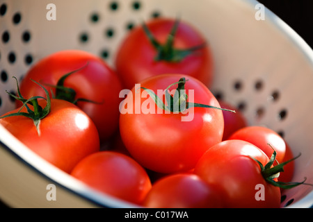 Reife rote Tomaten in einem Sieb Stockfoto