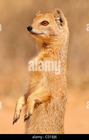 Gelbe Mungo (Cynictis Penicillata), Kgalagadi Transfrontier Park, Kalahari, Südafrika, Afrika Stockfoto