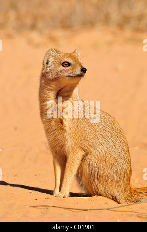 Gelbe Mungo (Cynictis Penicillata), Kgalagadi Transfrontier Park, Kalahari, Südafrika, Afrika Stockfoto