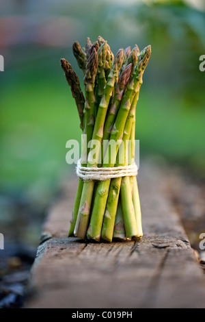 Eine Reihe von Spargel, mit Schnur gebunden Stockfoto