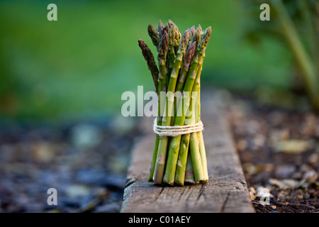 Eine Reihe von Spargel, mit Schnur gebunden Stockfoto