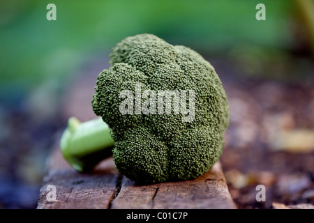 Leiter der Brokkoli in einem Garten Stockfoto