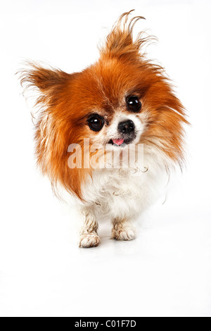 Lustig aussehende zottigen Hund mit Zunge hängt heraus Stockfoto