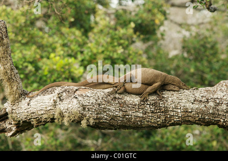 Warane Paarung, Yala-Nationalpark Sri Lanka Stockfoto