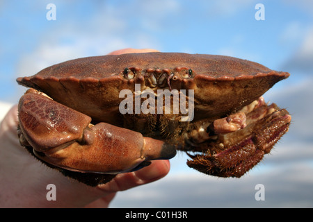 Männliche essbare Krabbe Cancer Pagurus gefangen während Beamtrawling In den Fluss Mersey, Liverpool, Großbritannien Stockfoto