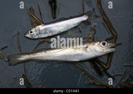 Zwei Kleinfische, Sprotte Sprattus Sprattus On Top, gefangen während ein Beamtrawling In den Fluss Mersey, Liverpool, UK Stockfoto