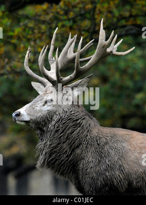 Ein Erwachsener Rotwild Hirsch Schlamm mit Geweih. Stockfoto