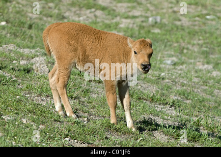 Bison (Bison Bison), Kalb, im Yellowstone-Nationalpark, Wyoming, USA, Amerika Stockfoto