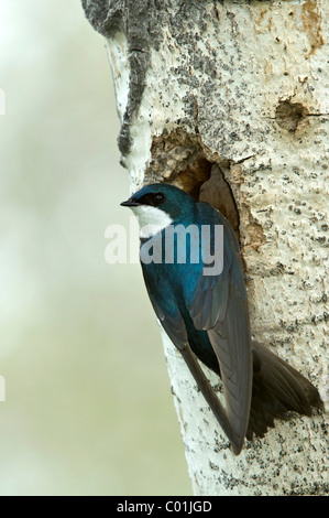 Baum-Schwalbe (Tachycineta bicolor), Grand-Teton-Nationalpark, Wyoming, USA, Nordamerika Stockfoto