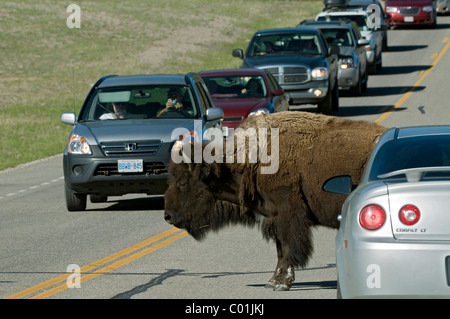 Bisons (Bison Bison), überqueren eine Straße, Yellowstone-Nationalpark, Wyoming, USA, Amerika Stockfoto