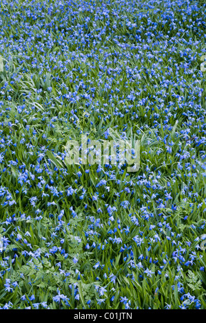 Sibirischer Blaustern, Holz Blaustern oder Spring Beauty (Scilla Siberica), Schwaz, Tirol, Österreich, Europa Stockfoto