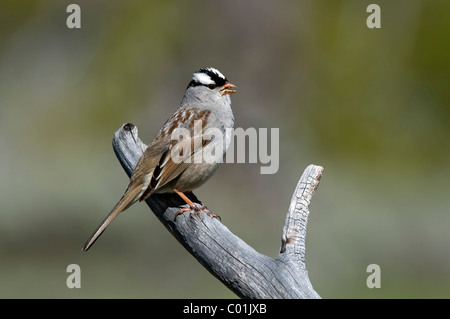 Weiß – Crowned Sparrow (Zonotrichia Leucophrys), Yellowstone-Nationalpark, Wyoming, USA, Amerika Stockfoto