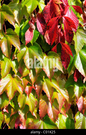 Wildem Wein oder 5-blättrig Efeu (Parthenocissus Quinquefolia 'Engelmannii') und japanische Schlingpflanze, Boston-Efeu, Grape Efeu, Stockfoto