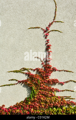 Japanische Schlingpflanze, Boston-Efeu, Grape Efeu, Japanisch Efeu (Parthenocissus Tricuspidata) an einer Hauswand Stockfoto