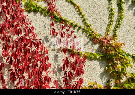 Wildem Wein oder 5-blättrig Efeu (Parthenocissus Quinquefolia 'Engelmannii') und japanische Schlingpflanze, Boston-Efeu, Grape Efeu, Stockfoto