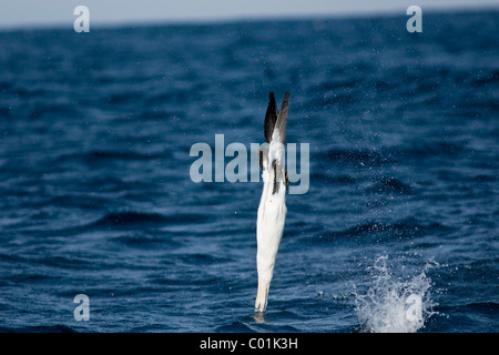 Cape Gannet, Morus Capensis, Sprung-Tauchen auf Sardinen. Stockfoto